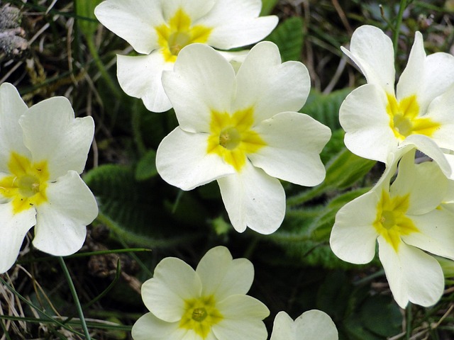 Prímulas, Primavera, Amarillo