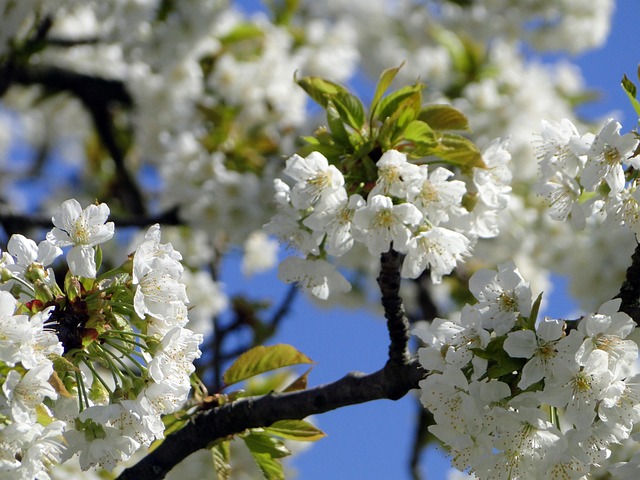 Flor De Cerezo, Flores, Cerezo