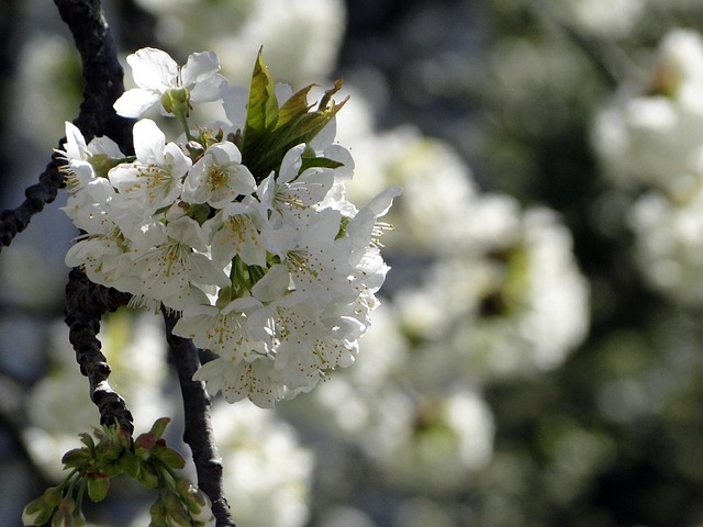 Flor De Cerezo, Flores, Cerezo