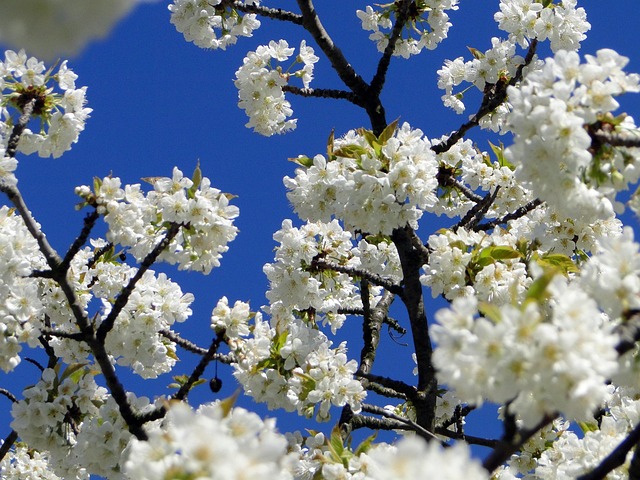 Flor De Cerezo, Flores, Cerezo