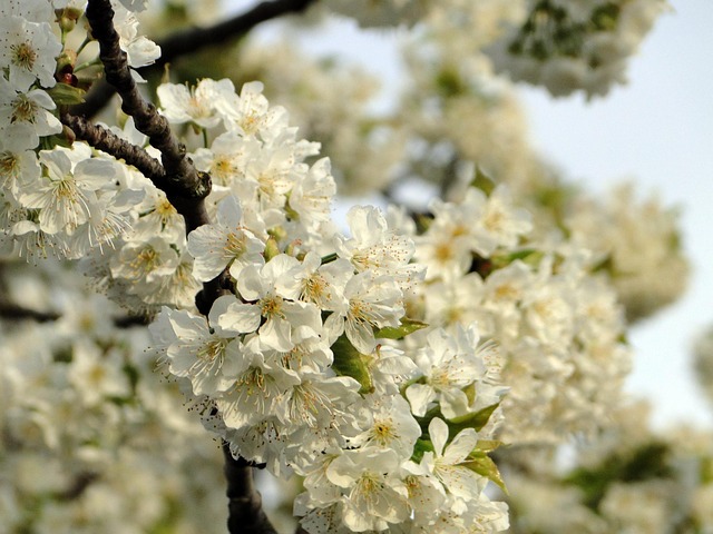 Flor De Cerezo, Flores, Cerezo