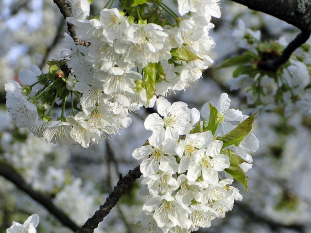 Flor De Cerezo, Flores, Cerezo
