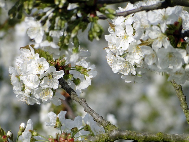 Flor De Cerezo, Flores, Cerezo