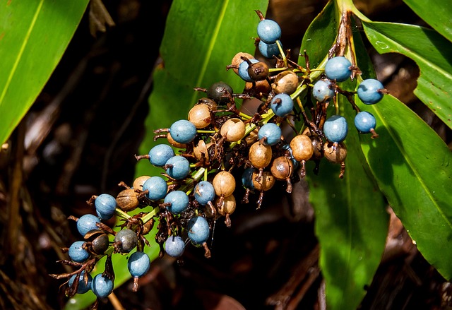 Free Native Ginger Ginger photo and picture