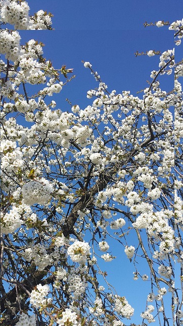 Free Blossoms Spring photo and picture