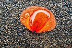 poppy, rain, water