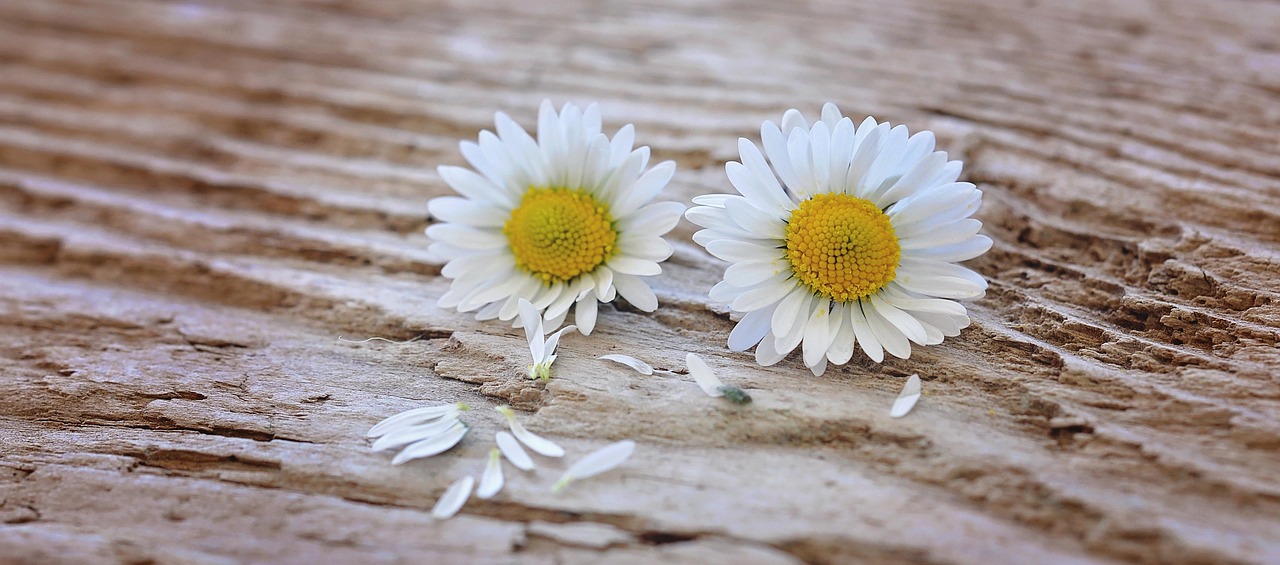 Wooden Daisy Wallpaper