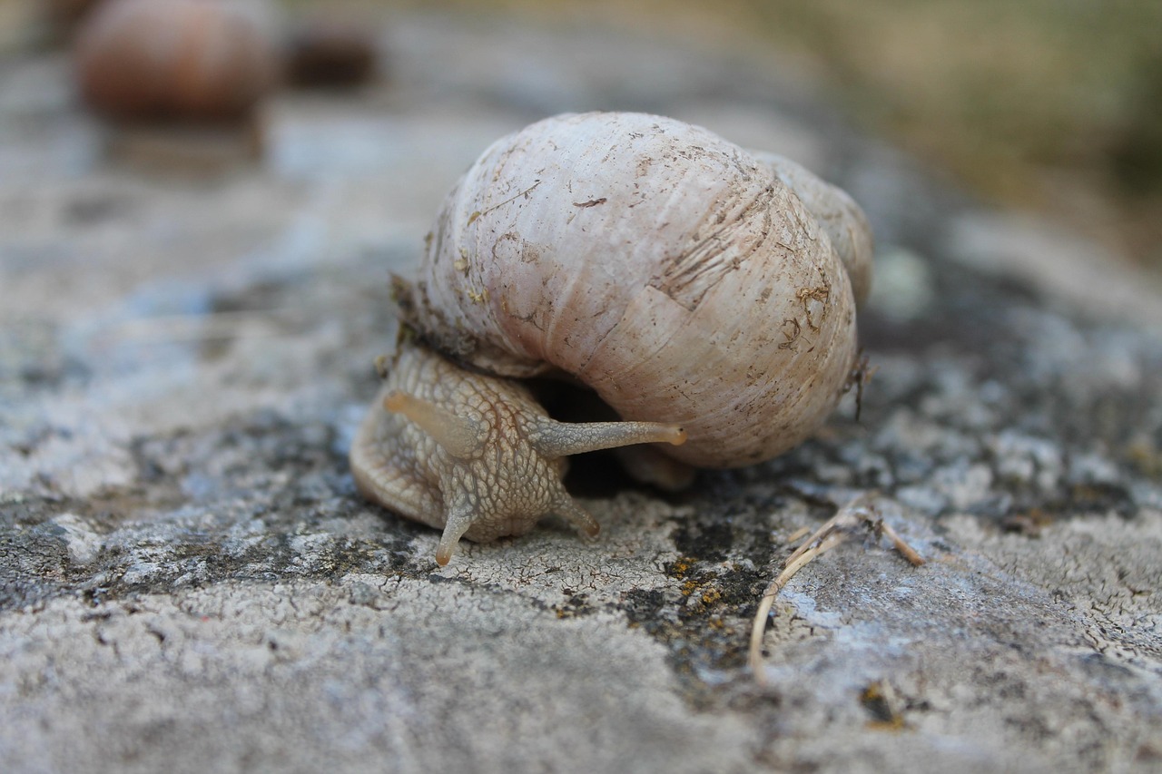 Snail Big Nature - Free photo on Pixabay - Pixabay