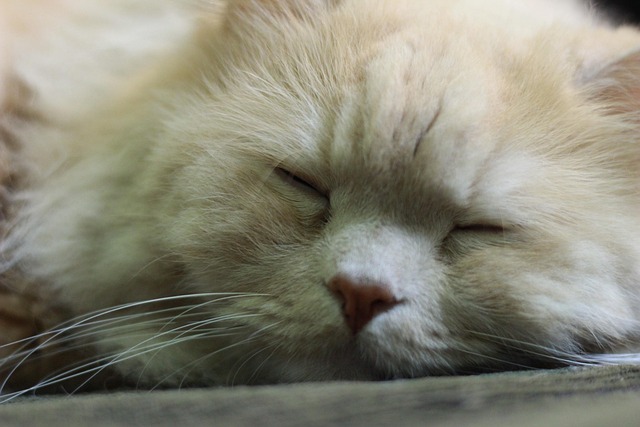 Free Cat Belly photo and picture
