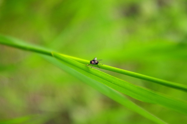 Free Fly Bug photo and picture