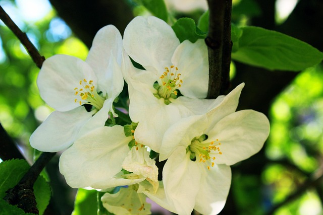 Free Apple Tree Flower photo and picture