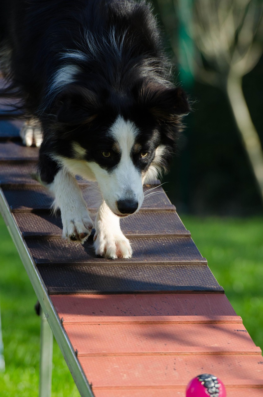 Border Collie Agility Catwalk Dog Free Photo On Pixabay Pixabay