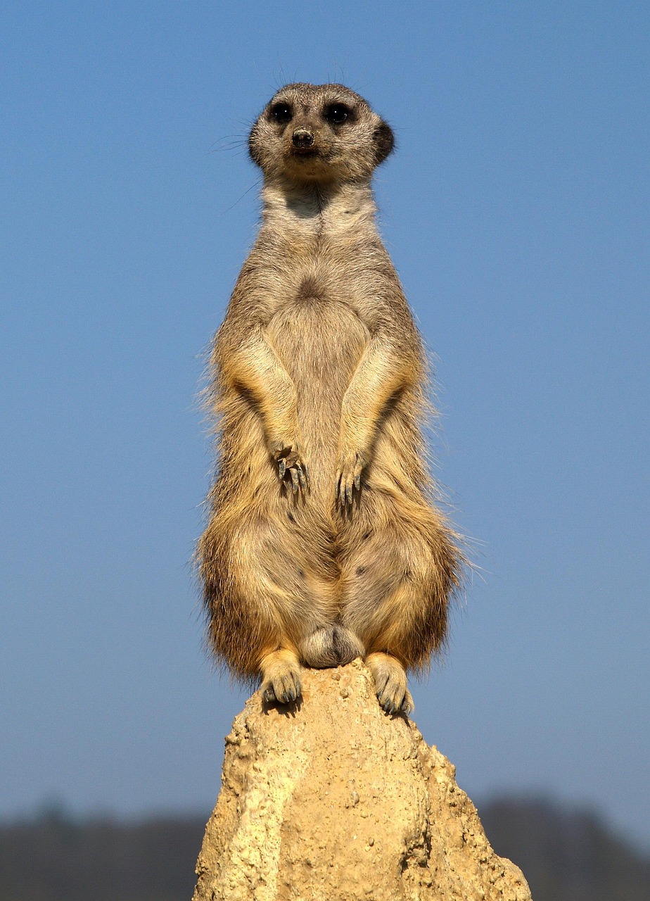 2000 多张免费的“鼬”和“猫鼬”照片 - Pixabay
