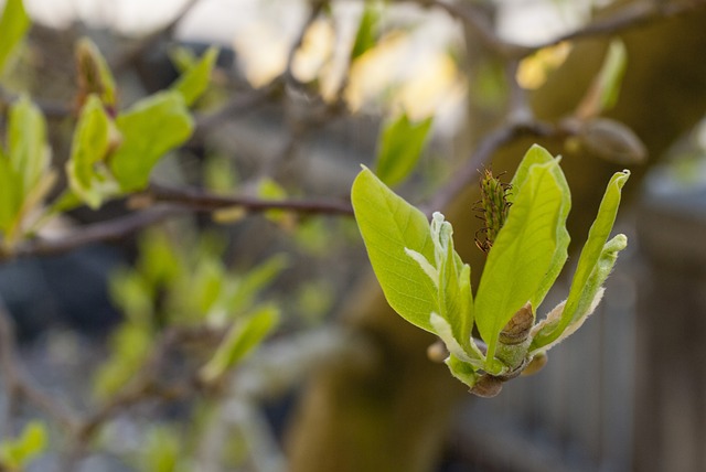 Free Plant Tree photo and picture
