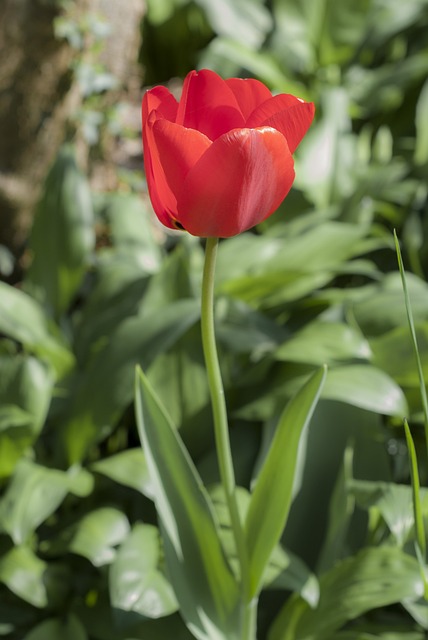 Free Tulip Meadow photo and picture