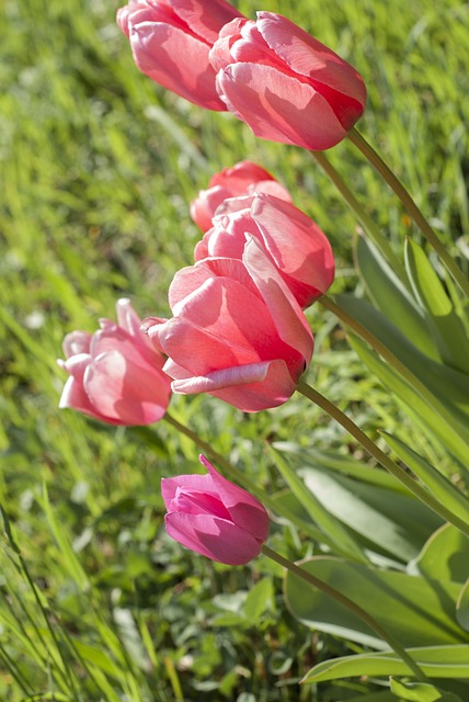Free Tulip Meadow photo and picture