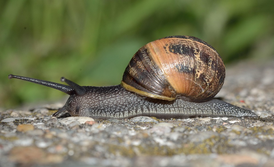 mollusc invertebrates free photo on pixabay
