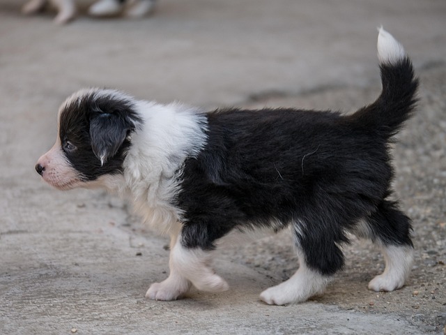 Welpe, Hund, Border Collie