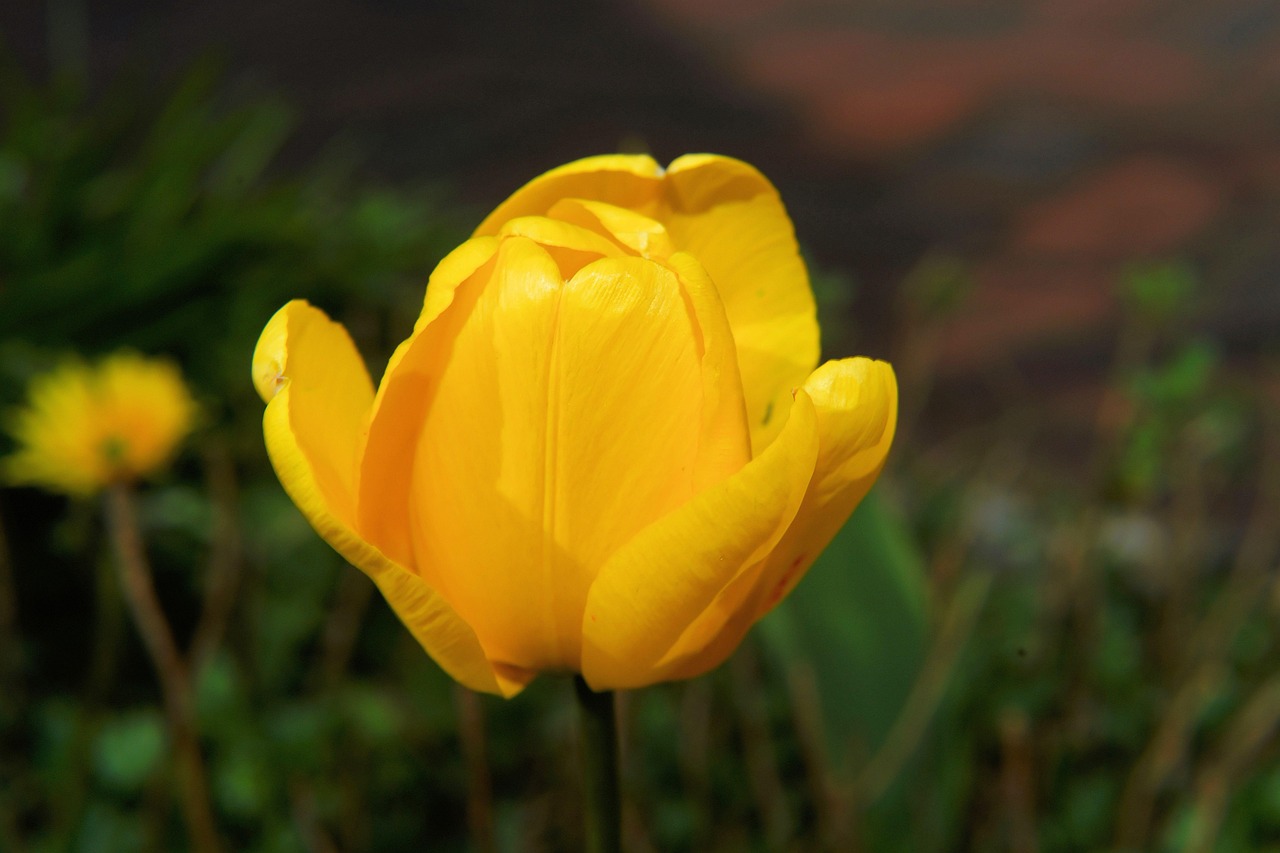 Mekar Bunga Tulp Kuning - Foto gratis di Pixabay - Pixabay