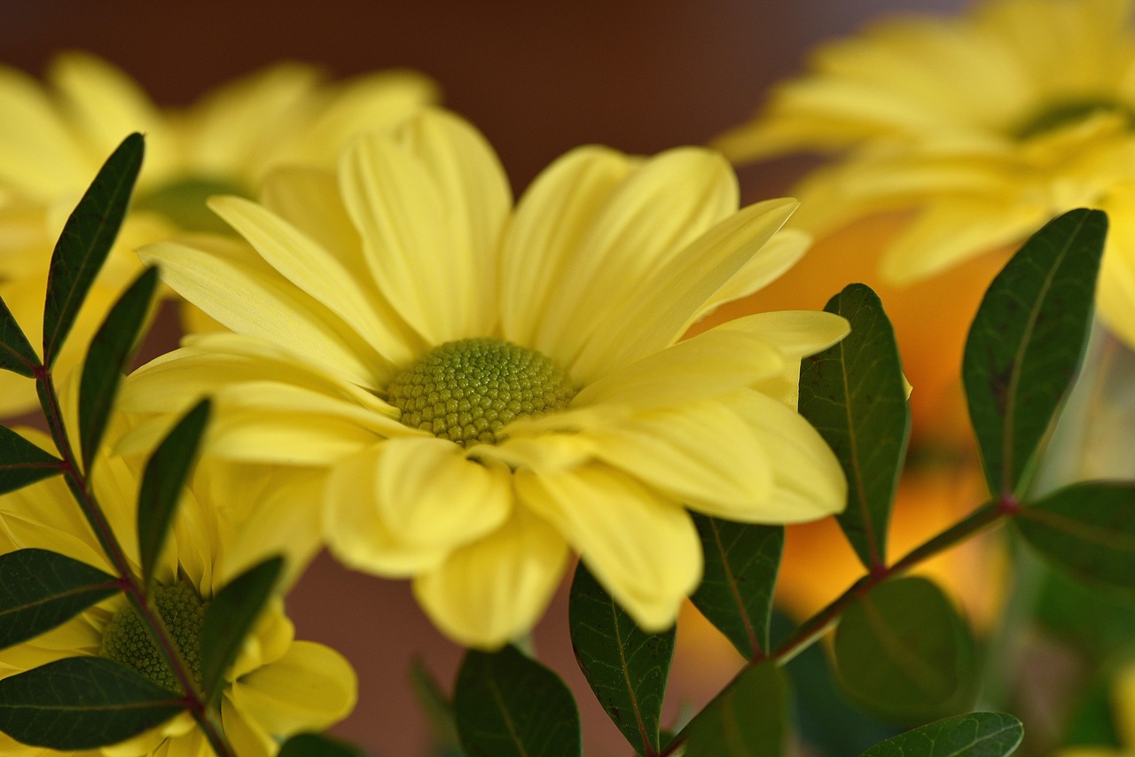 Buske Marguerite Blomma Växt Gul - Gratis foto på Pixabay - Pixabay