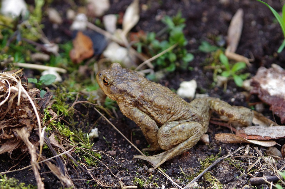 Sapo Rani Rana Sapo Anfibio - Foto gratis en Pixabay - Pixabay