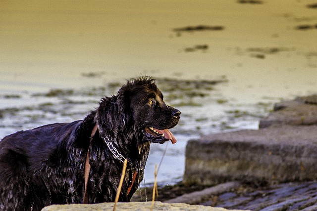 Free Dog River photo and picture