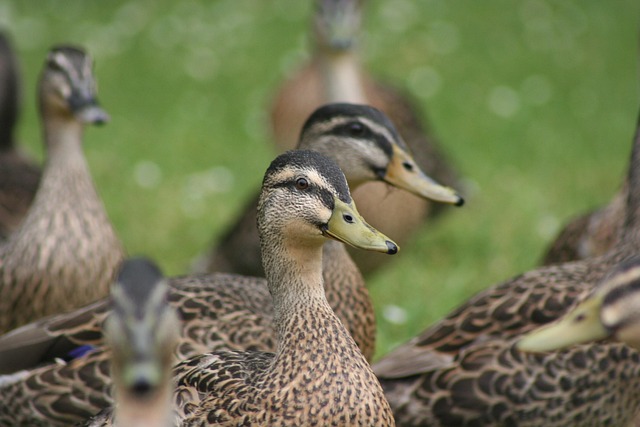 Eenden, Vogel, Dieren In Het Wild, Bek