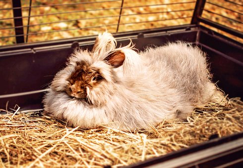 Rabbit, Bunny, Easter, Animal, Cute, Pet