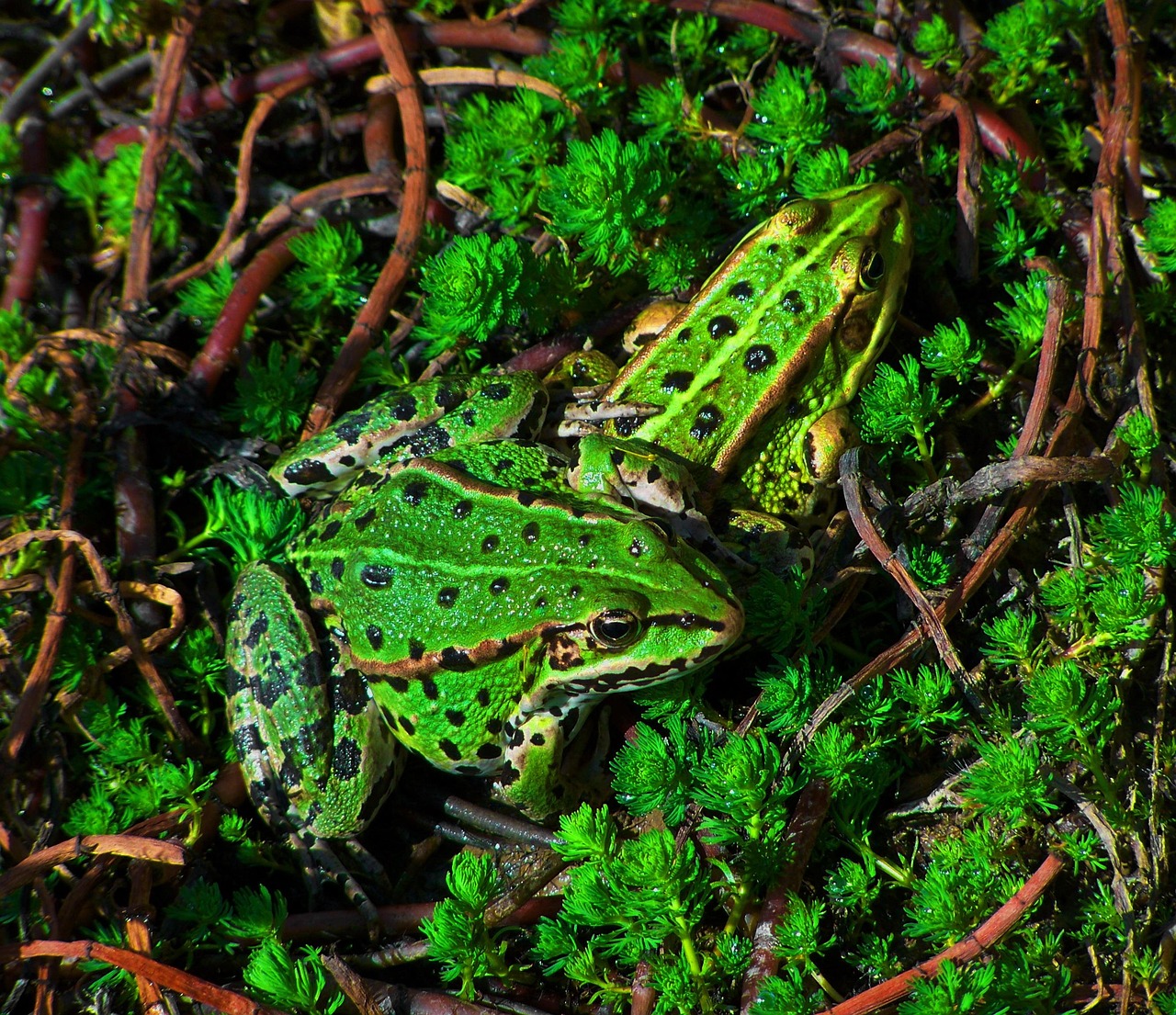 Lago Con Ranas Ranas Verdes Del Lago Anfibios - Foto gratis en Pixabay - Pixabay
