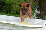 dog pool, dog swimming pool, malinois