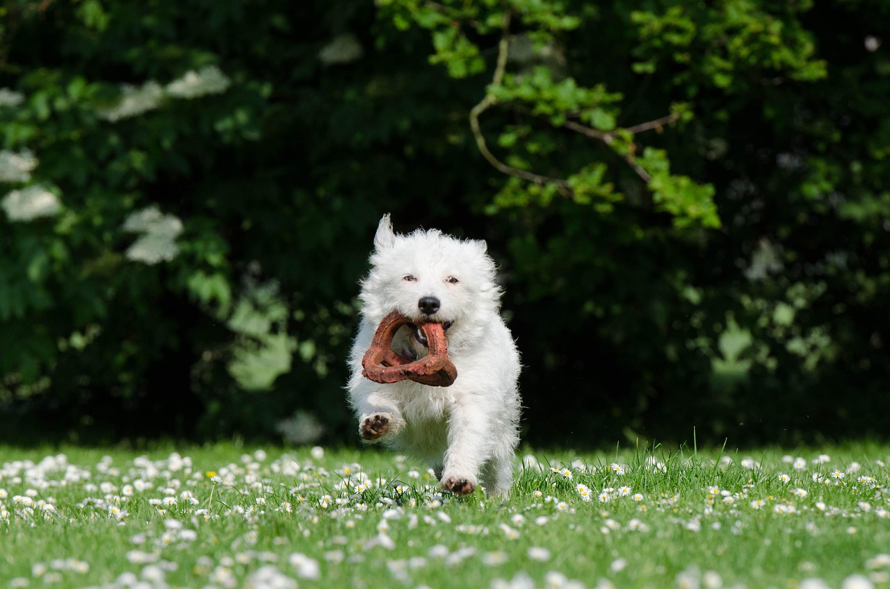 Small Dog - free online jigsaw puzzle photo