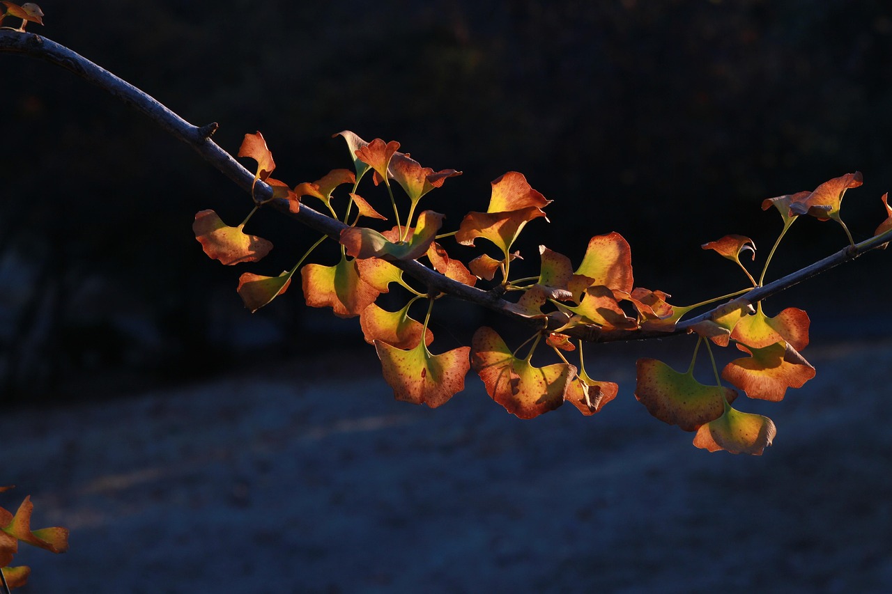 Fall Colors Leaves Brown - Free photo on Pixabay - Pixabay