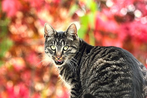 Katze, Die Natur, Haustier, Tierportrait