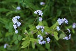 forget me not, flower, blue