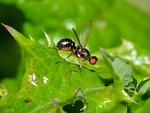 insects, diptera, sepsis