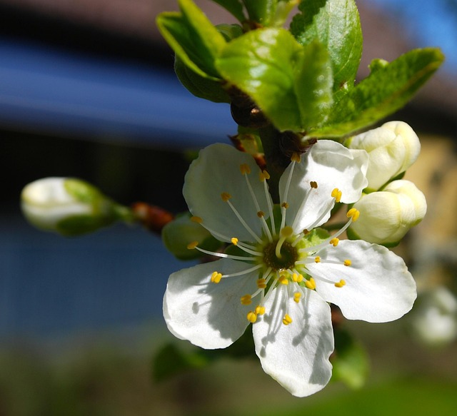 Free White Plum photo and picture