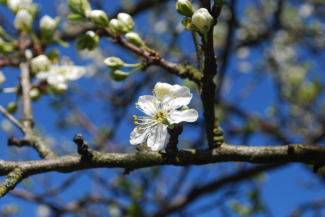 Free White Flowering photo and picture