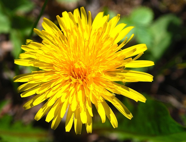 Free Yellow Dandelion photo and picture