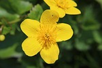 your marigolds, spring, flower