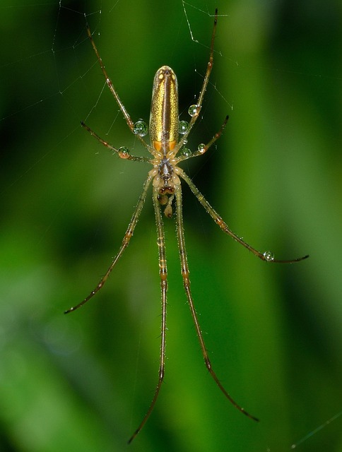 Spider Insect Arachnida - Free photo on Pixabay - Pixabay