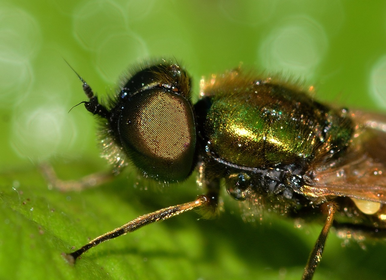 Insects Diptera Chloromyia - Free photo on Pixabay - Pixabay