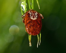 Punkie Insect Punkki Aceria Anthocoptes Punkit - Ilmainen valokuva Pixabayssa