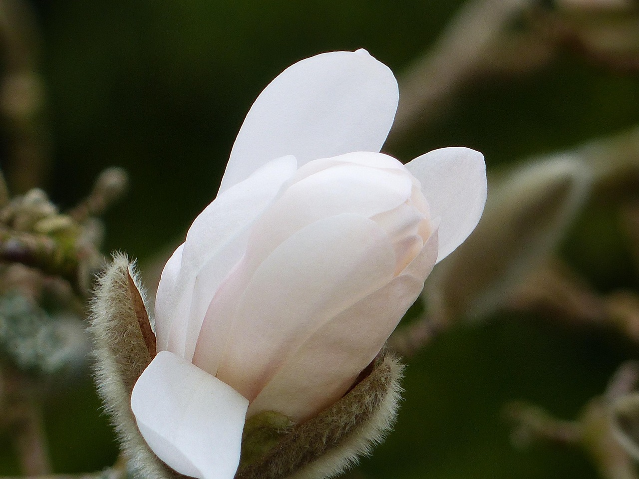 Botão De Flor Branco Primavera - Foto gratuita no Pixabay - Pixabay