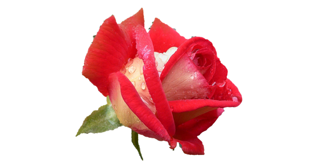 Free rose rose flower plants illustration
