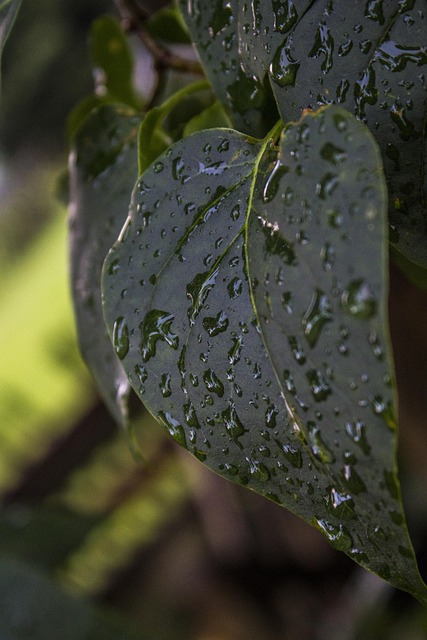 Free Leaf Wet photo and picture