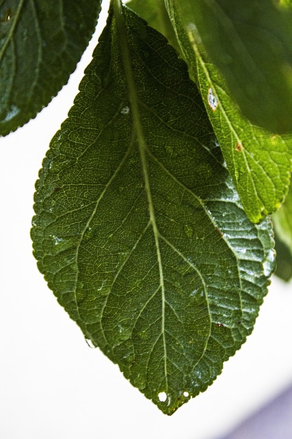 Free Leaf Wet photo and picture