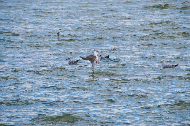 Free Seagull Halibut photo and picture