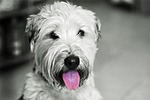 dog, hundeportrait, irish softcoated wheaten terrier