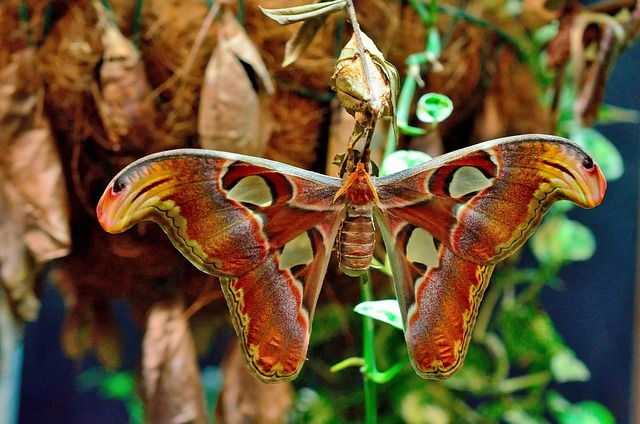 Borboleta, Colorido, Inseto, Edelfalter