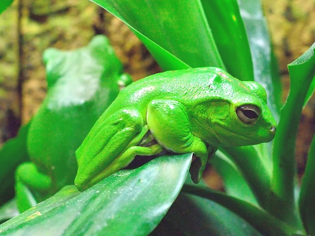 Rã, Verde, Anfíbio, Brilhante